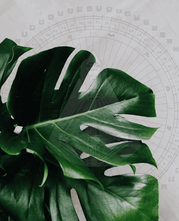 Martina Kecks Pure Human Design Reading Angebot Monstera-Blatt auf grauem Stein – visuelle Metapher für Erdung, Struktur und persönliche Entwicklung im Human Design Prozess